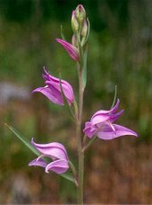 Cephalanthera rubra (L.) Rich.