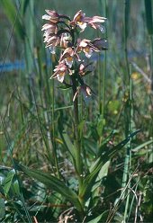 Epipactis palustris (L.) Crantz