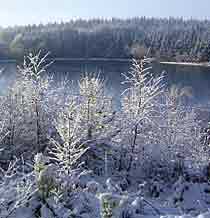 Grane Langs�