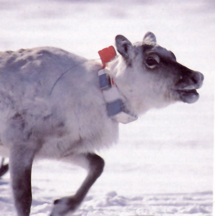 Rensdyr med satellitsender