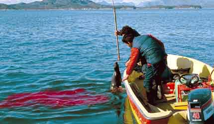 S�lk�d indeholder vigtige vitaminer og mineraler og meget sm� m�ngder af forurenende stoffer. Foto DMU/David Boertmann